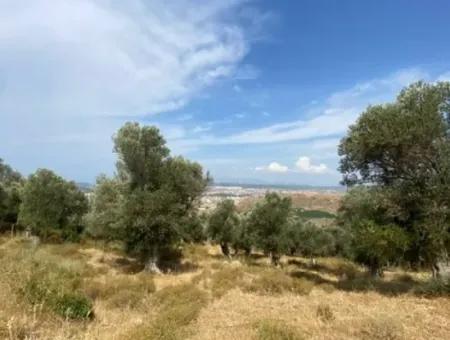 18.114 M2 Olive For Sale With Cadastral Road In Seferihisar