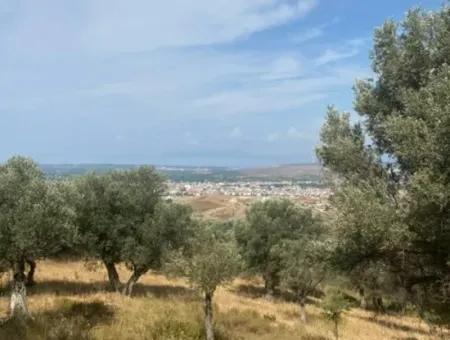 18.114 M2 Olive For Sale With Cadastral Road In Seferihisar