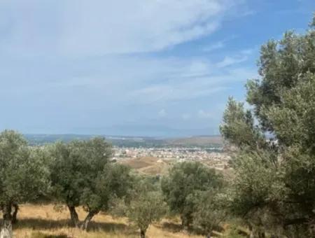 18.114 M2 Olive For Sale With Cadastral Road In Seferihisar