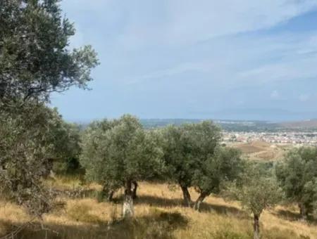 18.114 M2 Olive For Sale With Cadastral Road In Seferihisar