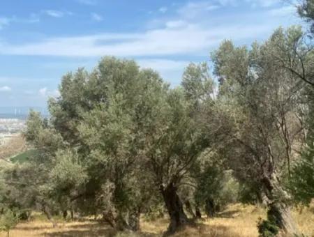 18.114 M2 Olive For Sale With Cadastral Road In Seferihisar