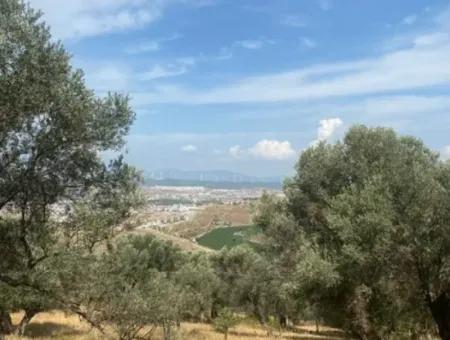 18.114 M2 Olive For Sale With Cadastral Road In Seferihisar