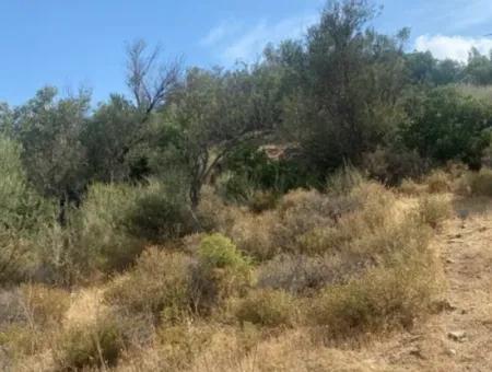 18.114 M2 Olive For Sale With Cadastral Road In Seferihisar