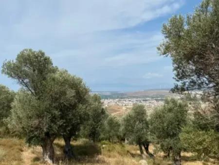 18.114 M2 Olive For Sale With Cadastral Road In Seferihisar