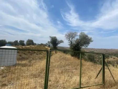 9050 M2 With Cadastral Road In Seferihisar, Intertwined With Nature, Olives For Sale