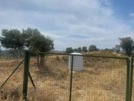 9050 M2 With Cadastral Road In Seferihisar, Intertwined With Nature, Olives For Sale