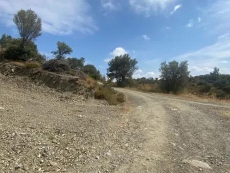 9050 M2 With Cadastral Road In Seferihisar, Intertwined With Nature, Olives For Sale