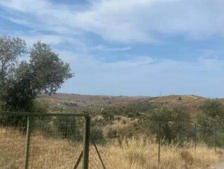 9050 M2 With Cadastral Road In Seferihisar, Intertwined With Nature, Olives For Sale