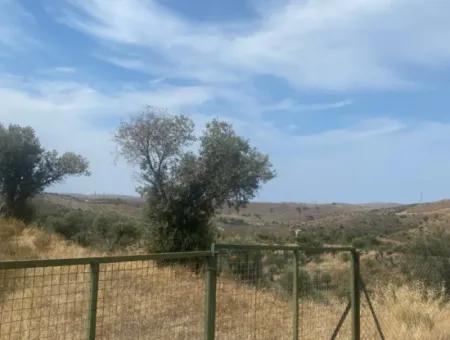 9050 M2 With Cadastral Road In Seferihisar, Intertwined With Nature, Olives For Sale