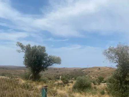 9050 M2 With Cadastral Road In Seferihisar, Intertwined With Nature, Olives For Sale