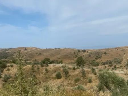 9050 M2 With Cadastral Road In Seferihisar, Intertwined With Nature, Olives For Sale