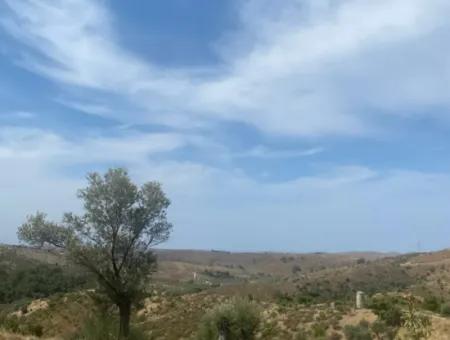 9050 M2 With Cadastral Road In Seferihisar, Intertwined With Nature, Olives For Sale