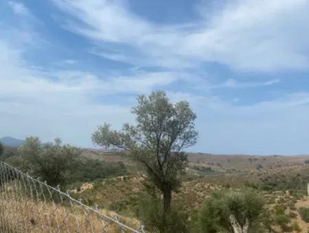 9050 M2 With Cadastral Road In Seferihisar, Intertwined With Nature, Olives For Sale