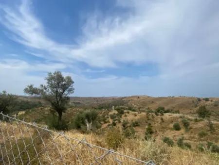 9050 M2 With Cadastral Road In Seferihisar, Intertwined With Nature, Olives For Sale