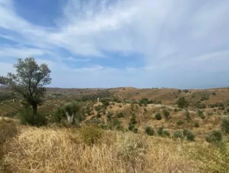 9050 M2 With Cadastral Road In Seferihisar, Intertwined With Nature, Olives For Sale