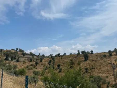 9050 M2 With Cadastral Road In Seferihisar, Intertwined With Nature, Olives For Sale