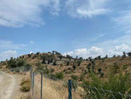 9050 M2 With Cadastral Road In Seferihisar, Intertwined With Nature, Olives For Sale