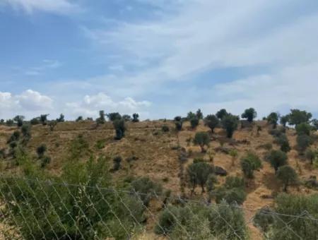 9050 M2 With Cadastral Road In Seferihisar, Intertwined With Nature, Olives For Sale