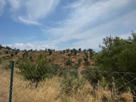 9050 M2 With Cadastral Road In Seferihisar, Intertwined With Nature, Olives For Sale