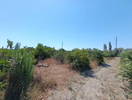 Tangerine Garden In Akarca: A Unique Investment Opportunity!