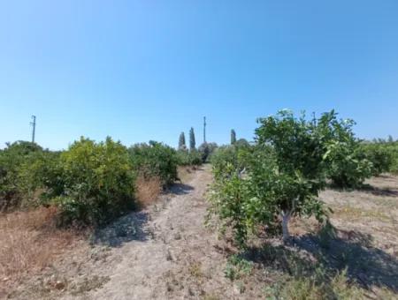 Tangerine Garden In Akarca: A Unique Investment Opportunity!