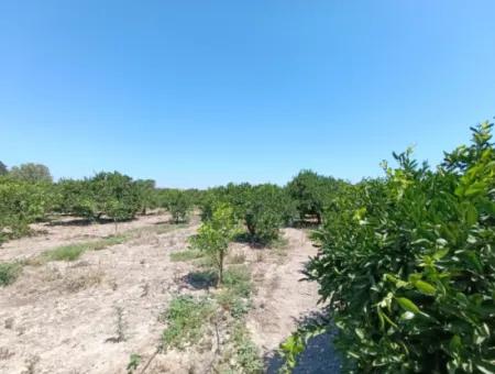 Tangerine Garden In Akarca: A Unique Investment Opportunity!