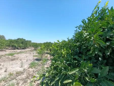 Tangerine Garden In Akarca: A Unique Investment Opportunity!