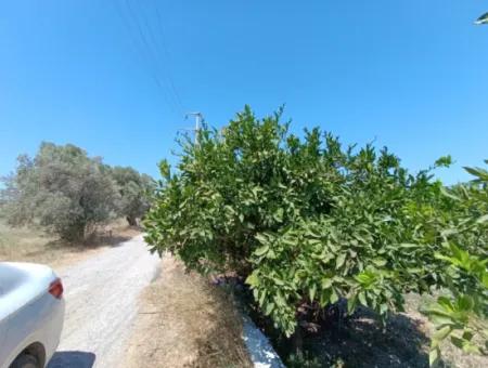 Tangerine Garden In Akarca: A Unique Investment Opportunity!