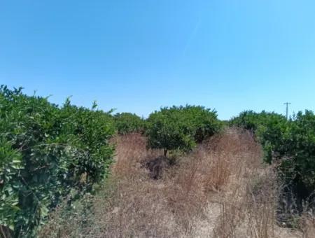 Tangerine Garden In Akarca: A Unique Investment Opportunity!