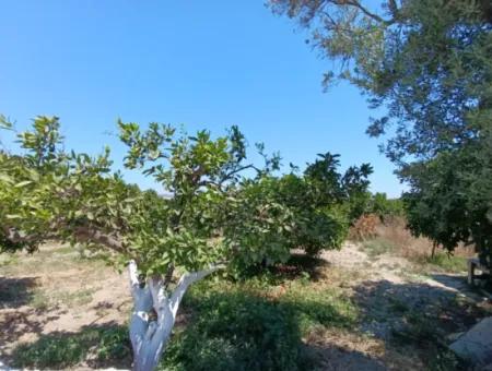 Tangerine Garden In Akarca: A Unique Investment Opportunity!