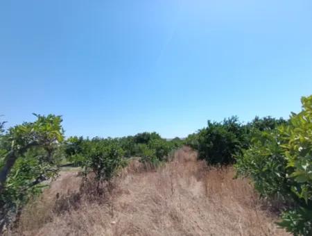 Tangerine Garden In Akarca: A Unique Investment Opportunity!