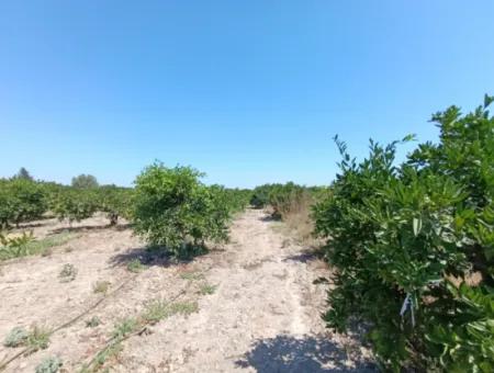 Tangerine Garden In Akarca: A Unique Investment Opportunity!