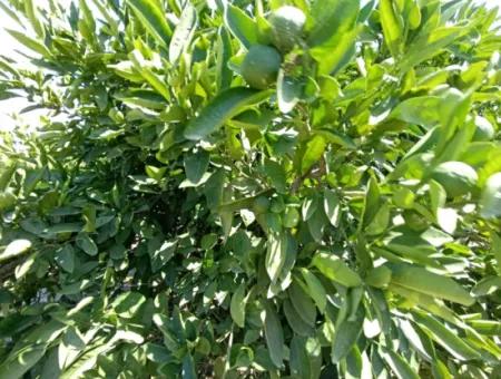 Tangerine Garden In Akarca: A Unique Investment Opportunity!