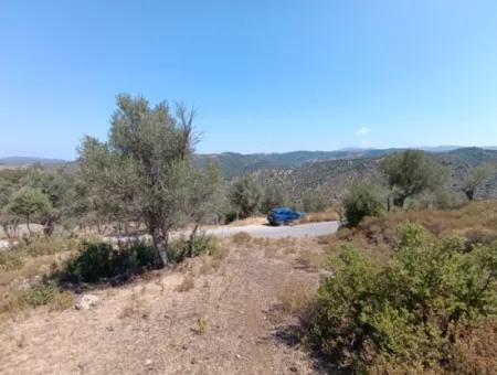 Unique Olive Grove With Valley View!