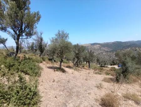 Unique Olive Grove With Valley View!