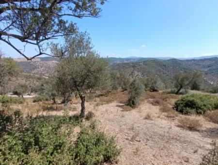 Unique Olive Grove With Valley View!