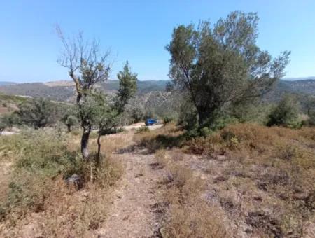 Unique Olive Grove With Valley View!