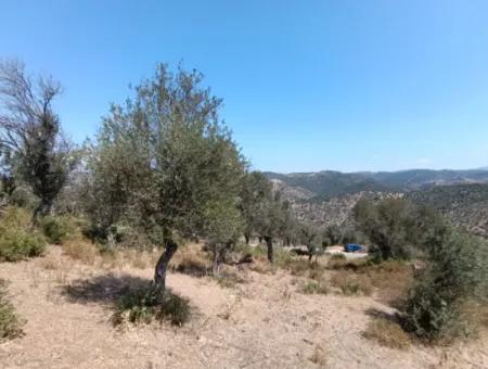 Unique Olive Grove With Valley View!