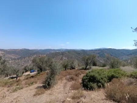 Unique Olive Grove With Valley View!