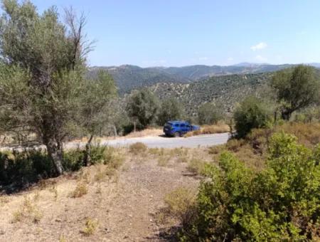 Unique Olive Grove With Valley View!