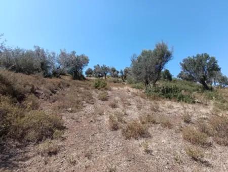 Unique Olive Grove With Valley View!