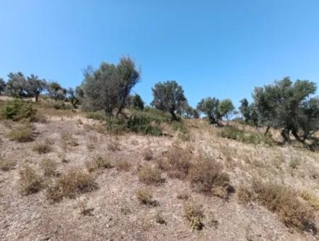 Unique Olive Grove With Valley View!