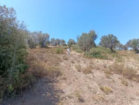 Unique Olive Grove With Valley View!