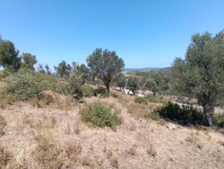 Unique Olive Grove With Valley View!