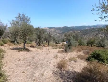 Unique Olive Grove With Valley View!