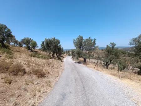 Unique Olive Grove With Valley View!