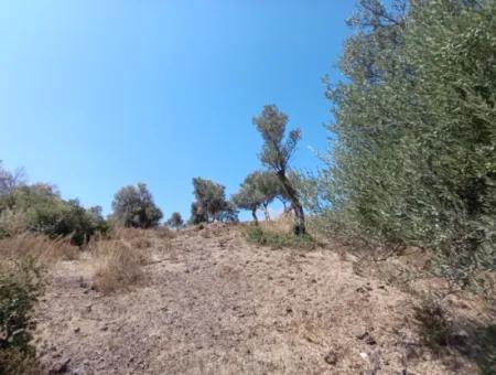 Unique Olive Grove With Valley View!