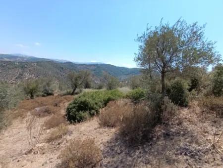 Unique Olive Grove With Valley View!