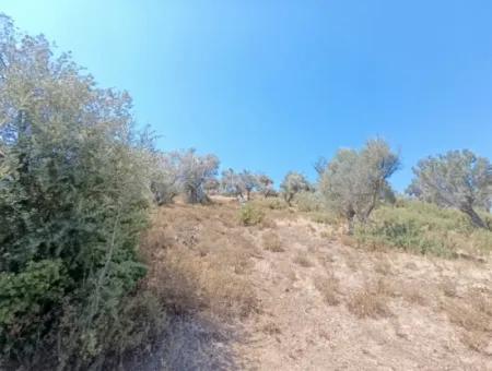 Unique Olive Grove With Valley View!