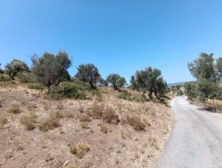 Unique Olive Grove With Valley View!